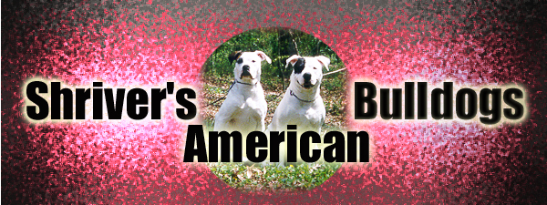 Shriver's American Bulldog's